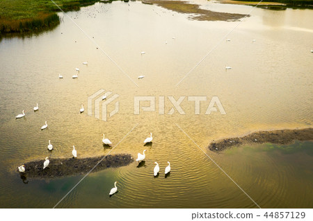 Top down view on floating swans. Top down view on floating swans. 44857129