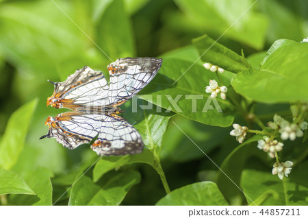 一隻蝴蝶 44857211