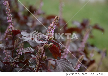 Akajiso /紅紫蘇花 44857413