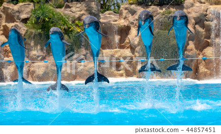 Group of jumping dolphins during show in zoo. 44857451