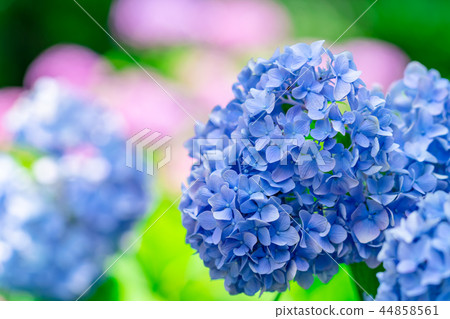 花卉故事閃亮繡球花 花卉故事閃亮繡球花 44858561