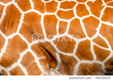 Pattern of giraffe Pattern of giraffe 44858834