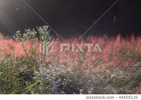 首爾，Yangjae Stream 44859120