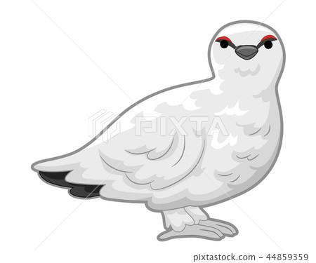 Ptarmigan Illustration 44859359