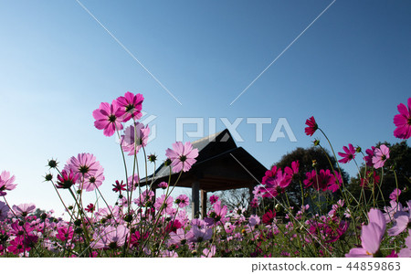 宮崎縣西原原老墳塚階段 宮崎縣西原原老墳塚階段 44859863