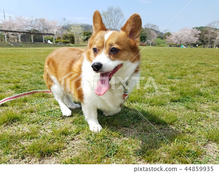 一隻狗的散步 44859935