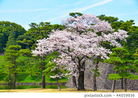 Sakurakage皇宮 44859936