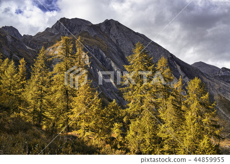 Forest of orange larch trees 44859955