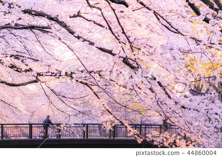 Zenpukujigawa綠地（夜景）的櫻花 44860004
