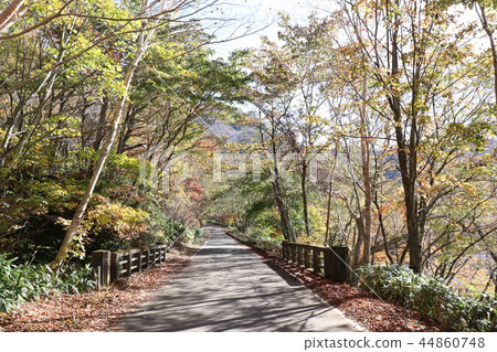 Autumn leaves Akagi-yama Autumn leaves Akagi-yama 44860748