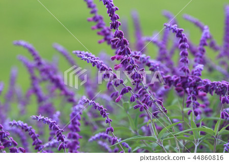Salvia flower Salvia flower 44860816