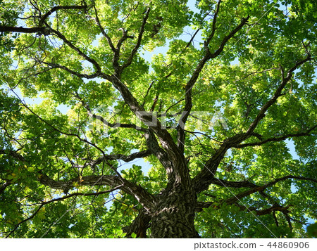 Mizunara新鮮的綠色 44860906