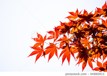 Red Acer palmatum or smooth Japanese-maple leaves Red Acer palmatum or smooth Japanese-maple leaves 44860913