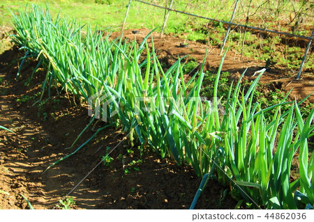 Onion field 44862036