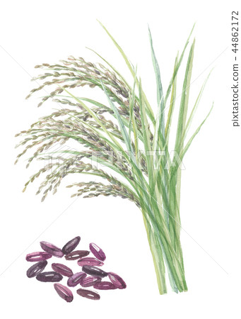 Black rice - Stock Illustration [44862172] - PIXTA