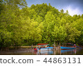 Mangrove forest 44863131