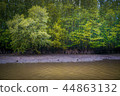 Mangrove forest 44863132
