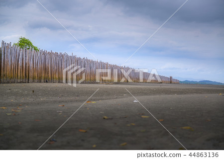 Forest Forest 44863136