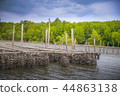 Forest 44863138