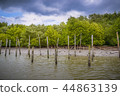 Forest 44863139