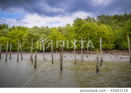 Forest 44863139
