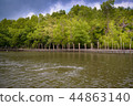 Forest 44863140