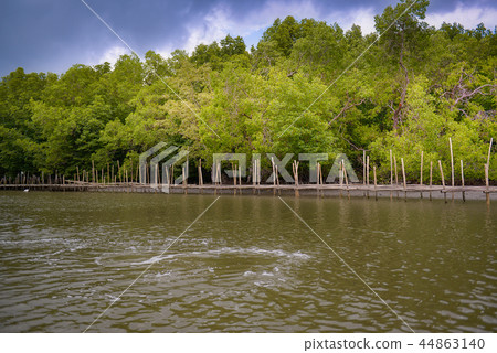 Forest 44863140
