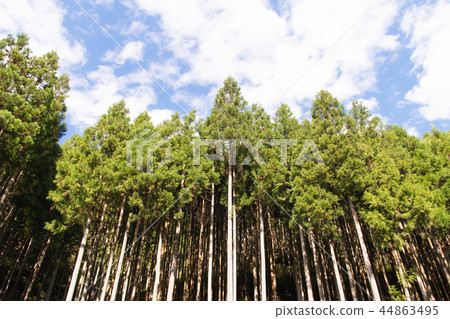 Okutama coniferous forest 44863495