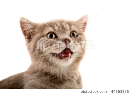 muzzle little  kitten 44863526