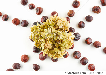 Many peeled chestnuts and dried flowers 44863844