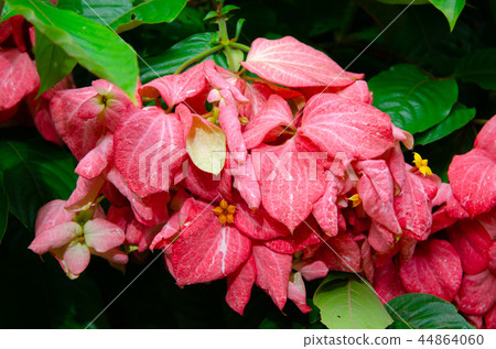 DonaTrining flower DonaTrining flower 44864060