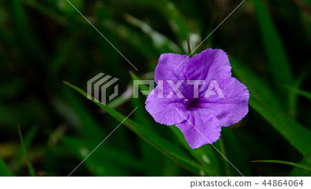 Ruellia flower in garden Ruellia flower in garden 44864064