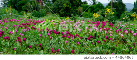Siam Tulip flower in garden Siam Tulip flower in garden 44864065