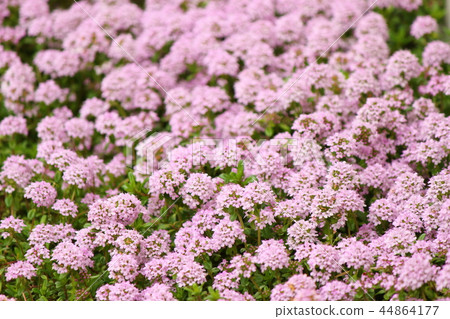 時間隆吉牛松鼠 44864177