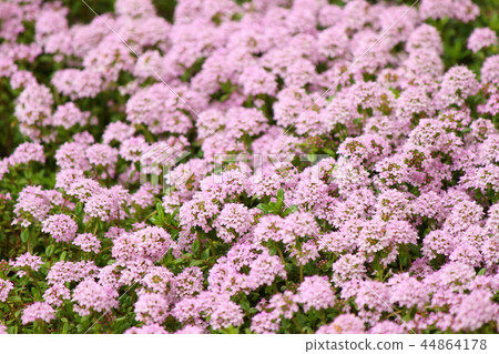 時間隆吉牛松鼠 44864178