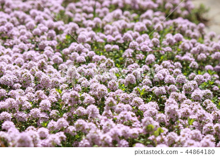 時間隆吉牛松鼠 44864180