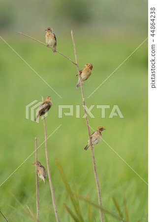 Asian Golden Weaver perching on branch Asian Golden Weaver perching on branch 44864238
