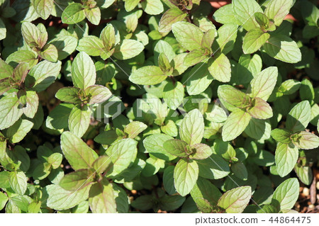 Candy mint Candy mint 44864475