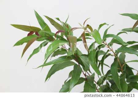 Lemon eucalyptus 44864613