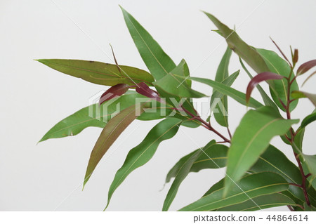 Lemon eucalyptus 44864614