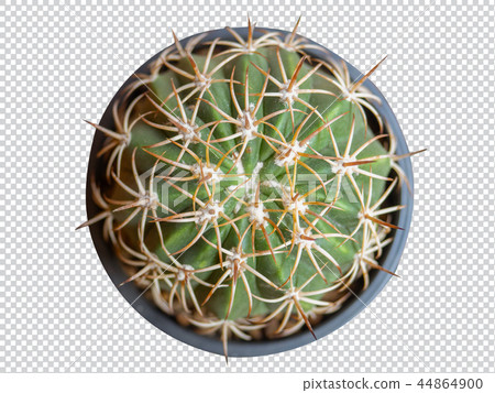 Top view Melocactus.(clipping path) 44864900