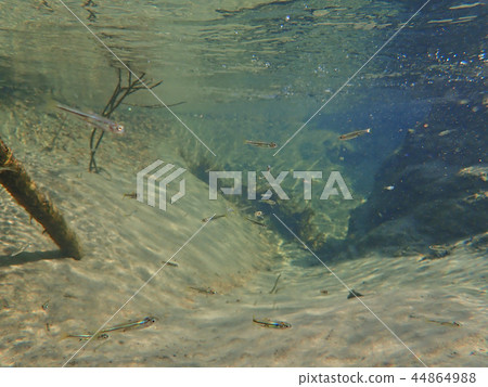 魚天堂 魚天堂 44864988