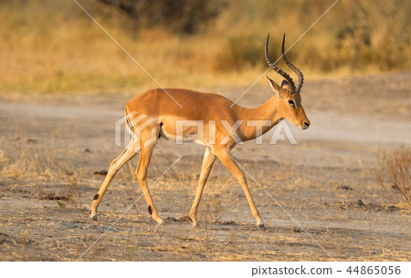 Common Impala (Aepyceros melampus) 44865056