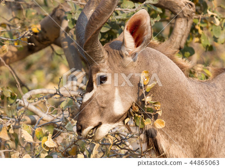 Greater Kudu in Namibia 44865063