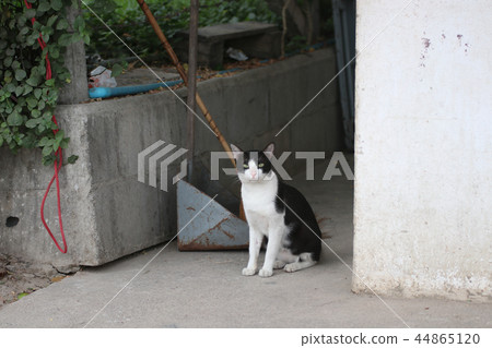 The little cats are staring at curiosity The little cats are staring at curiosity 44865120