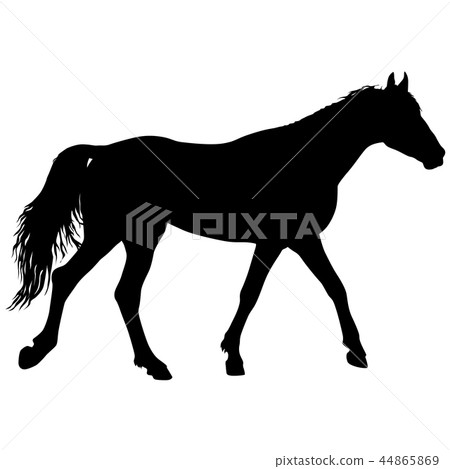 Animal silhouette of black mustang horse Animal silhouette of black mustang horse 44865869