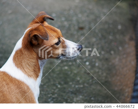 happy active young Jack Russel, Rusell terrier dog 44866672