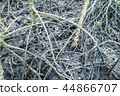 Root of mangrove in nature,Thailand. 44866707