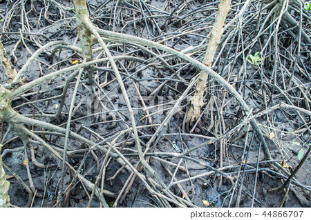Root of mangrove in nature,Thailand. 44866707