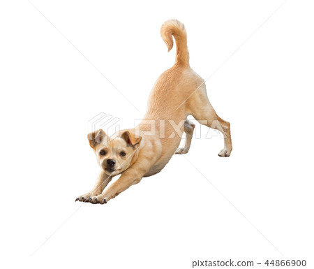 Little dog tends to do yoga asana isolated on white 44866900